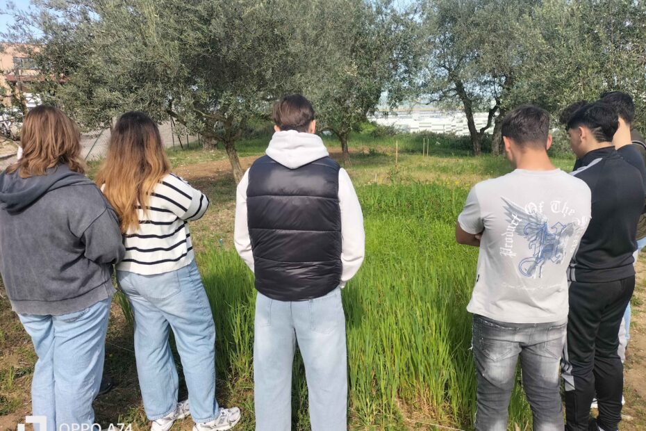 ragazze e ragazzi che guardano un uliveto
