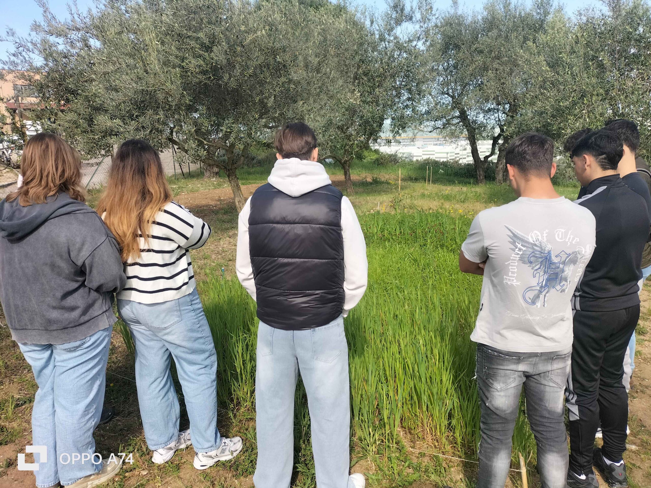 ragazze e ragazzi che guardano un uliveto