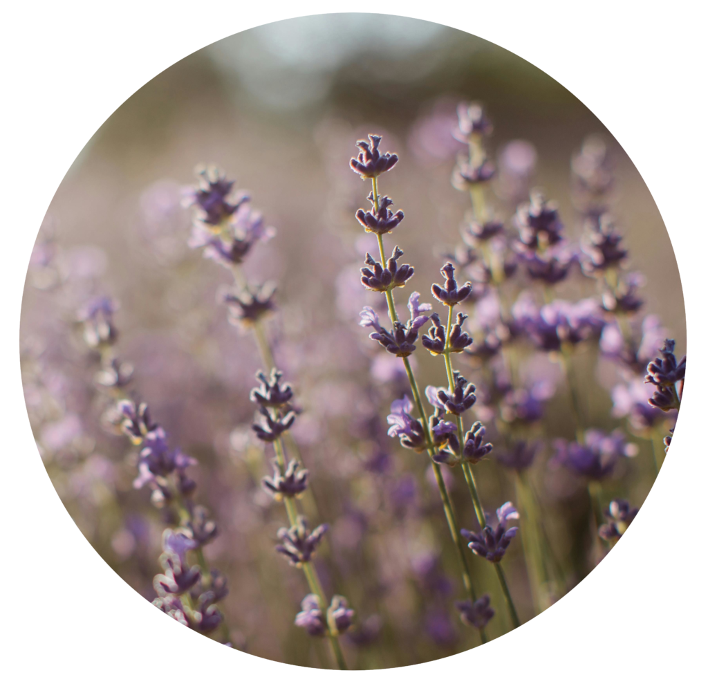 lavanda