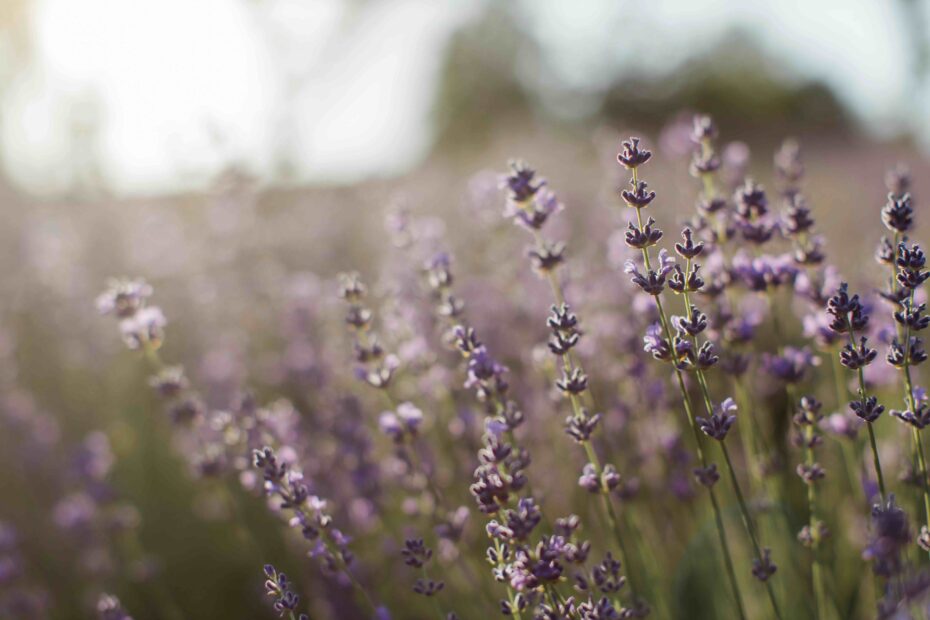 campo di lavanda