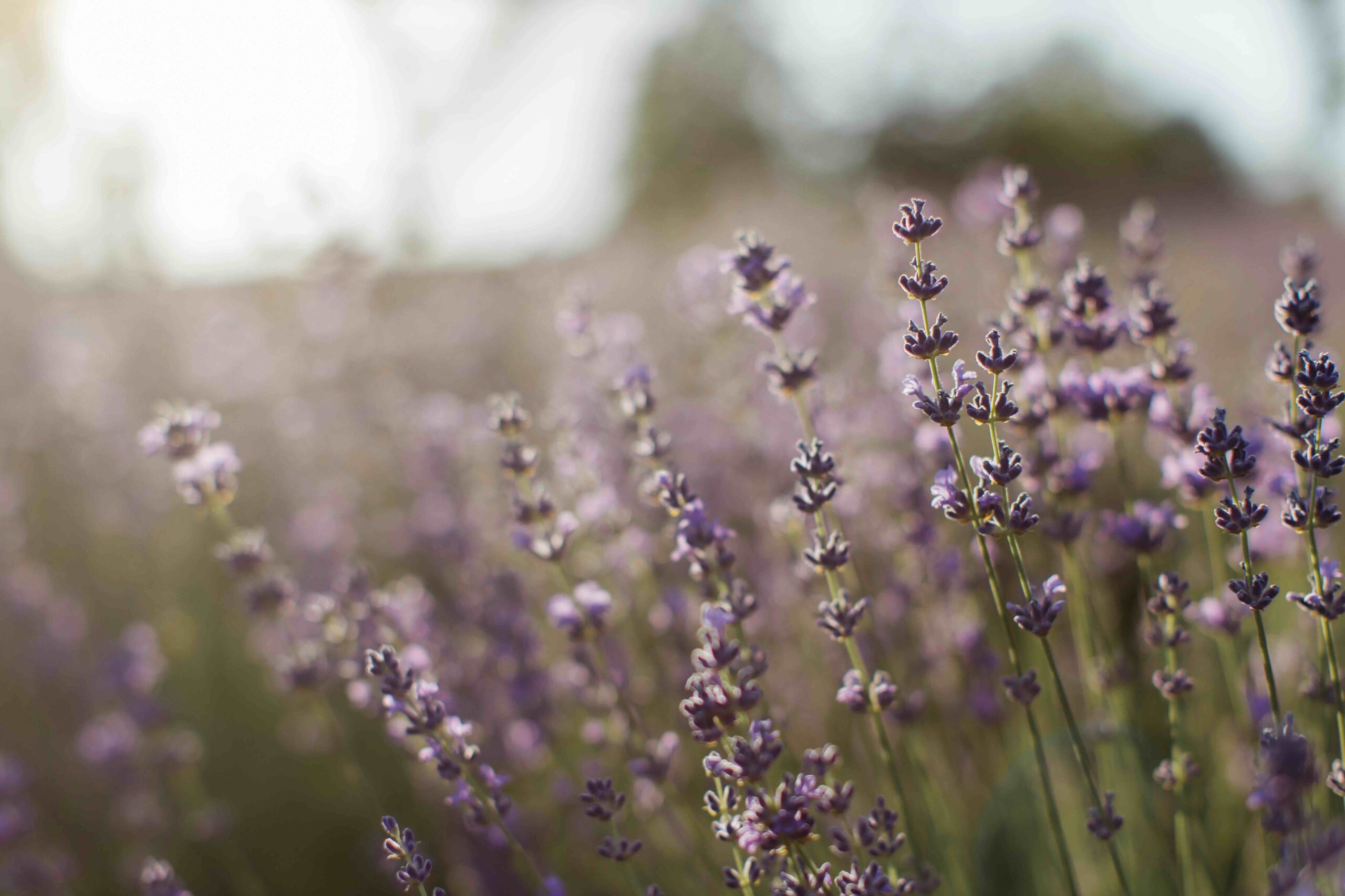 campo di lavanda