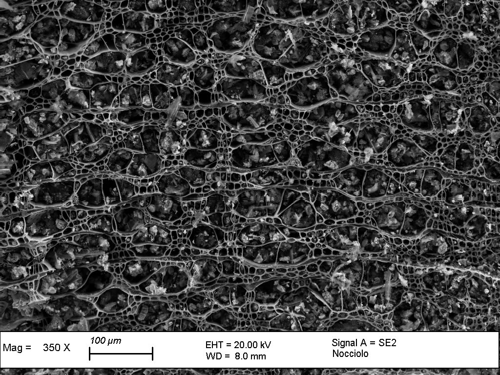 struttura del biochar vista al microscopio elettronico