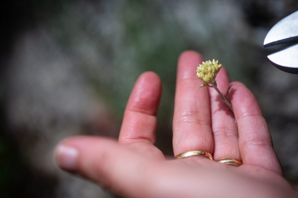 boccioli di elicriso in una mano.