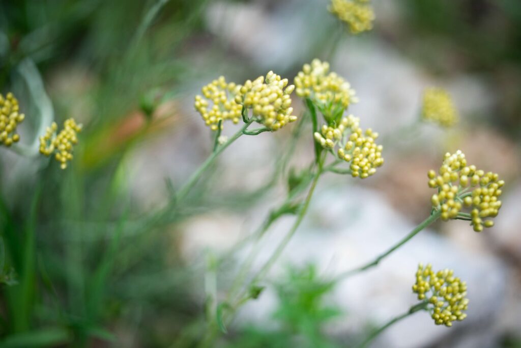 piante di elicriso pronte a fiorire.