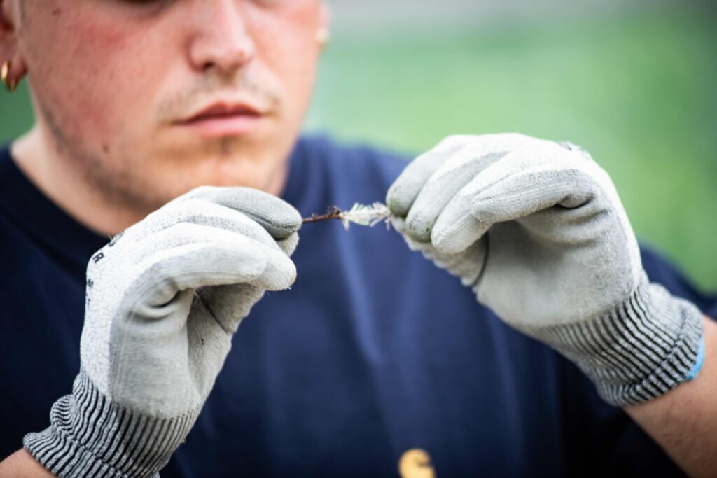 Preparazione di una talea di elicriso.