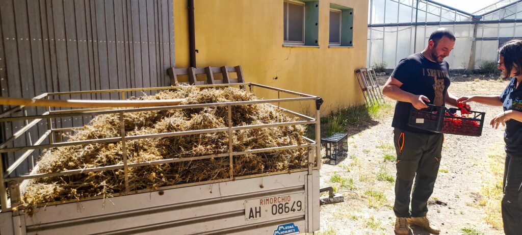carretto con piante di elicrico raccolte per olio essenziale