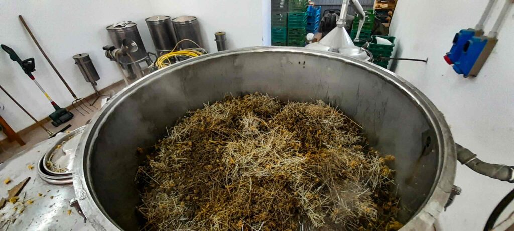 piante di elicriso nei macchinari per estrazione di olio essenaziale