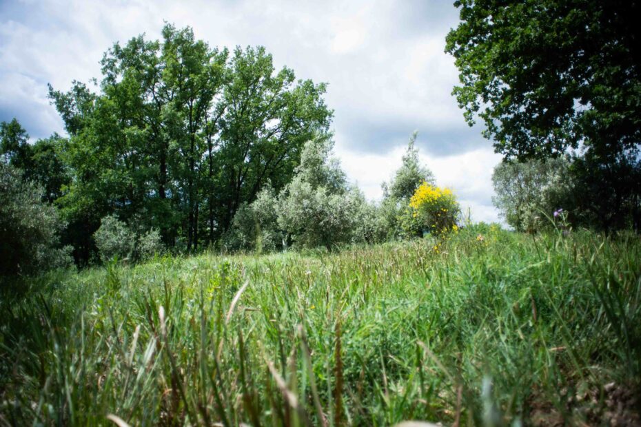 campo dell'azienda agricola